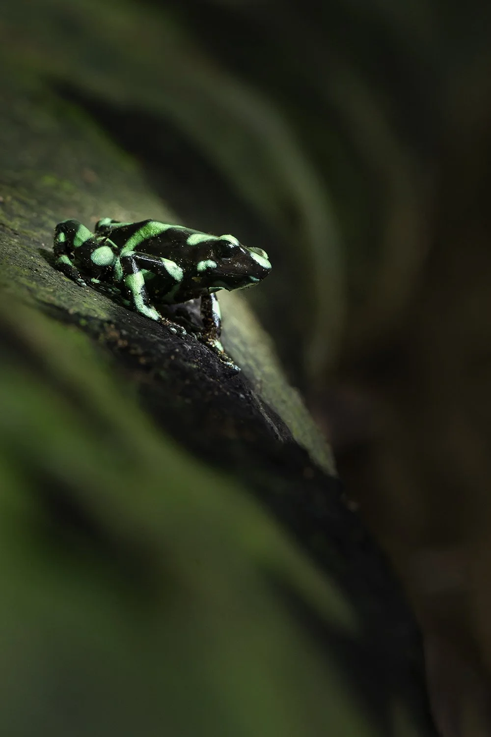 Green and Black Poison Dart Frog (Costa Rica) (added to "Neotropic")