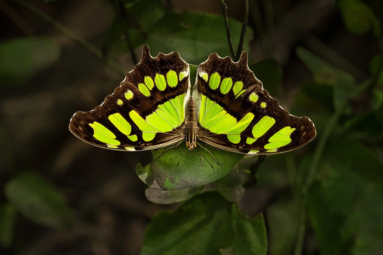 Malachite