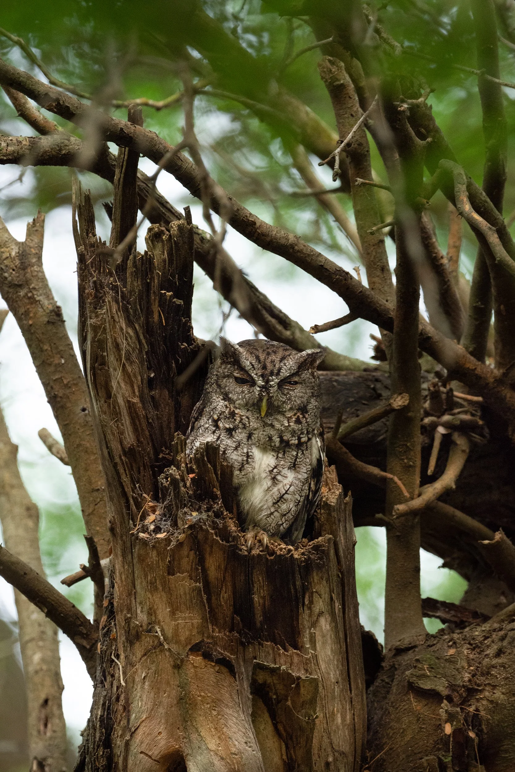Eastern Screech-Owl (McCall's subspecies)