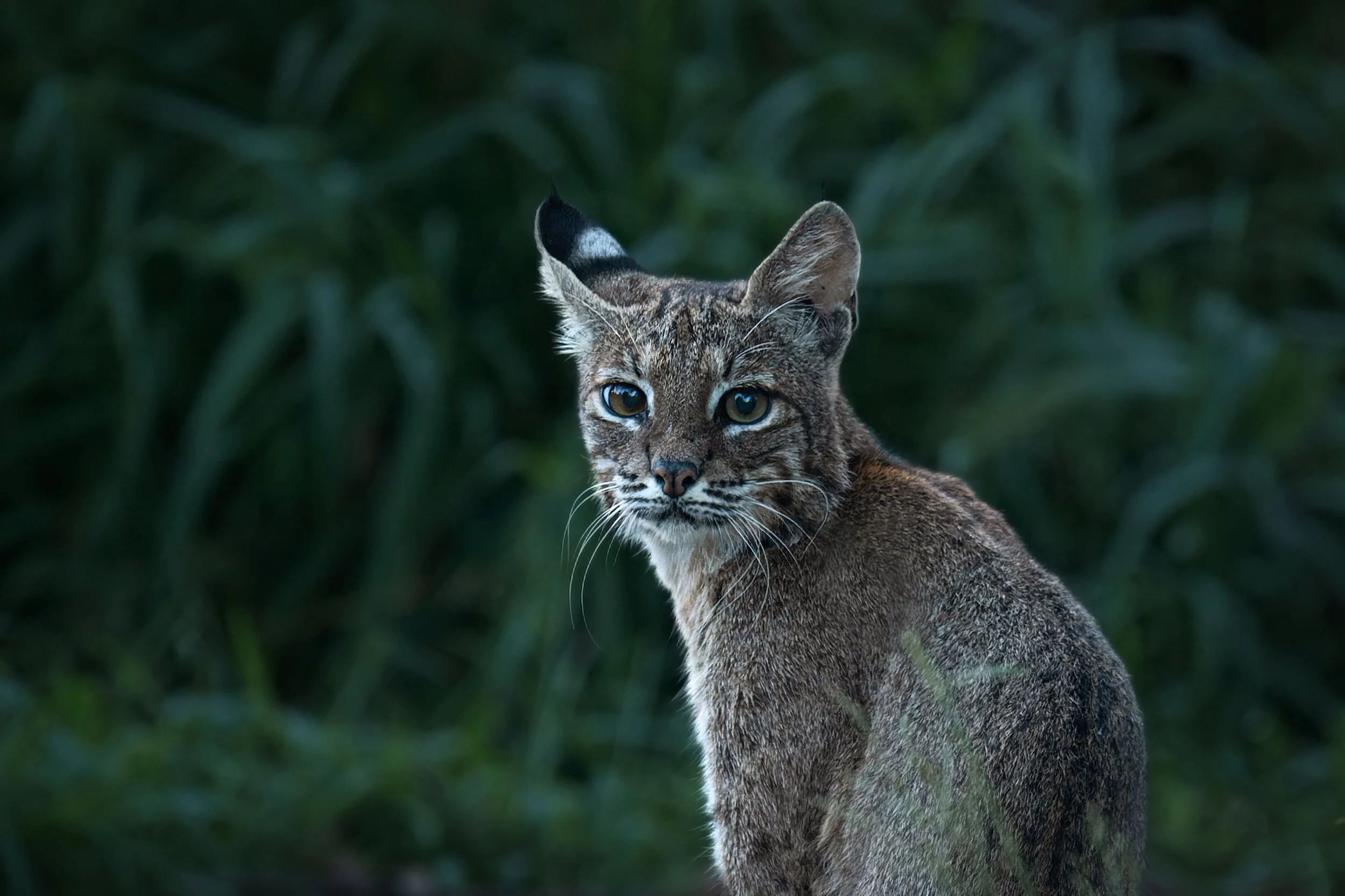 Bobcat