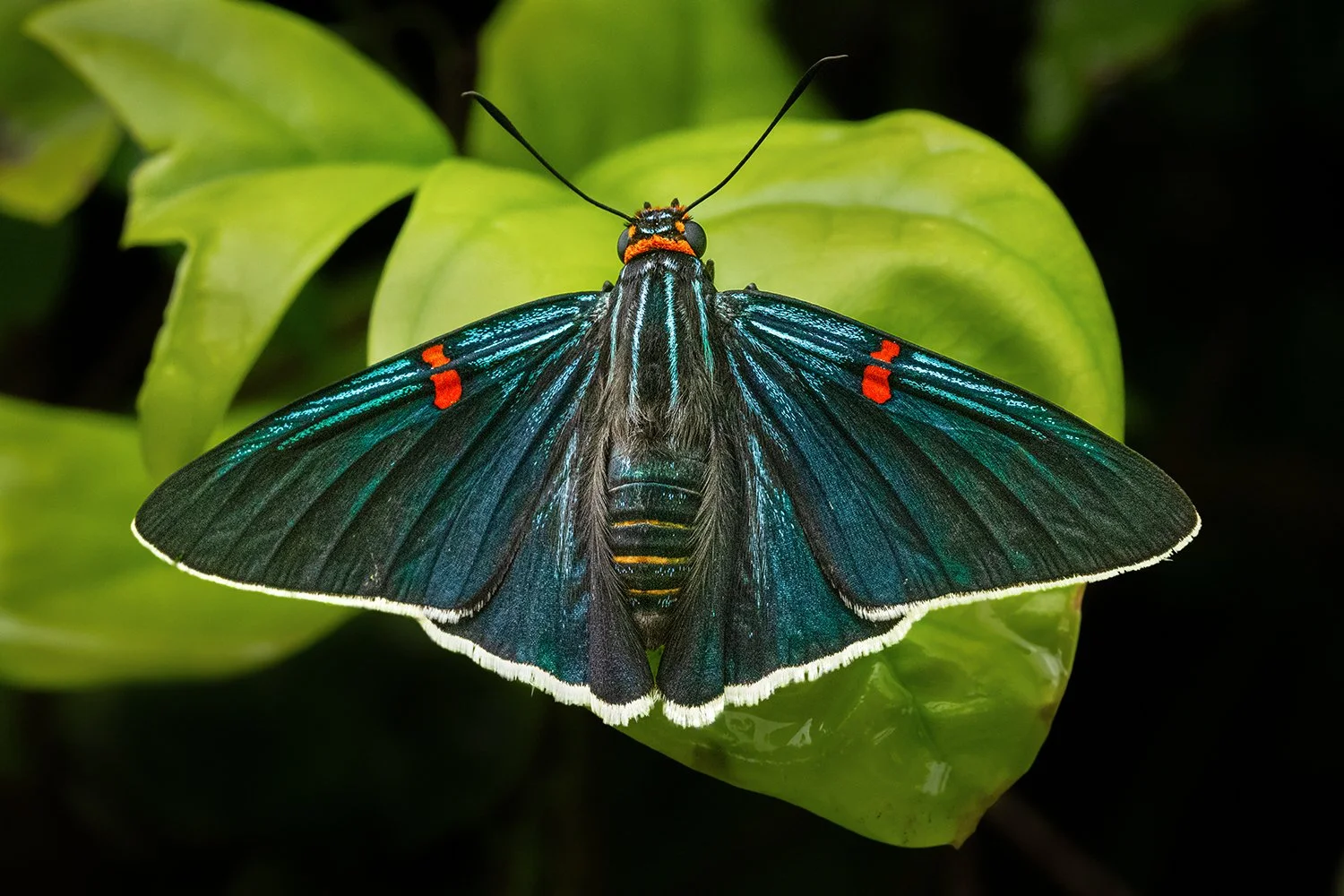 Guava Skipper