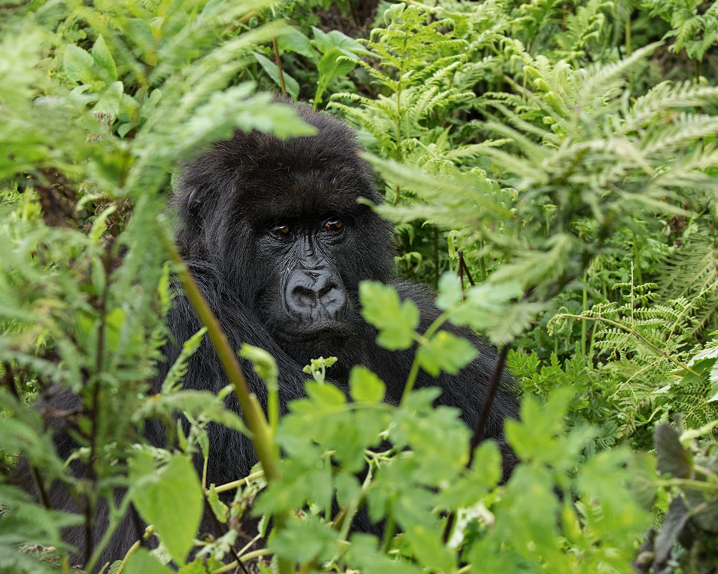 Ntambara Female II JPG.jpg