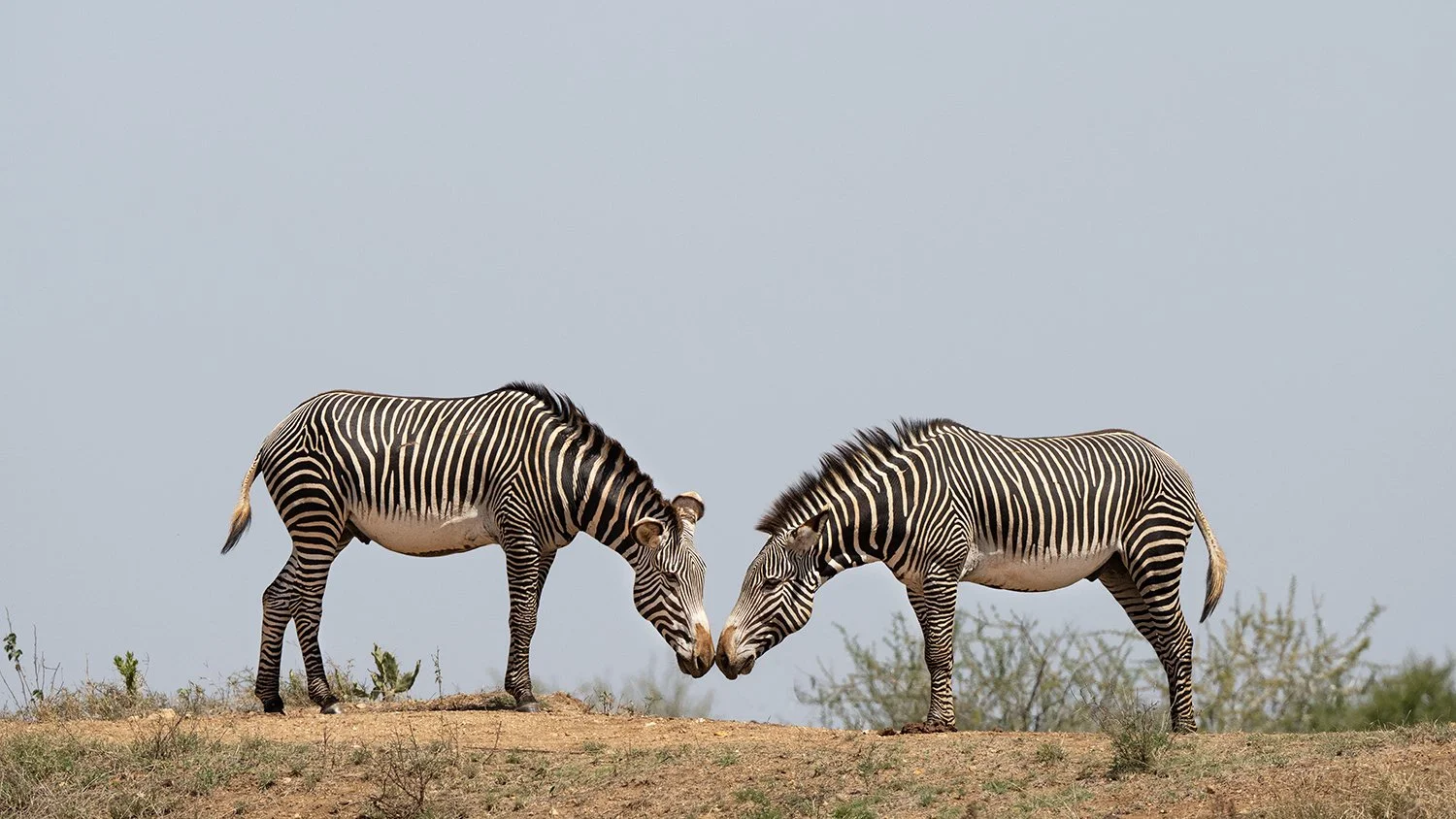 Grevy's Zebra (endangered)