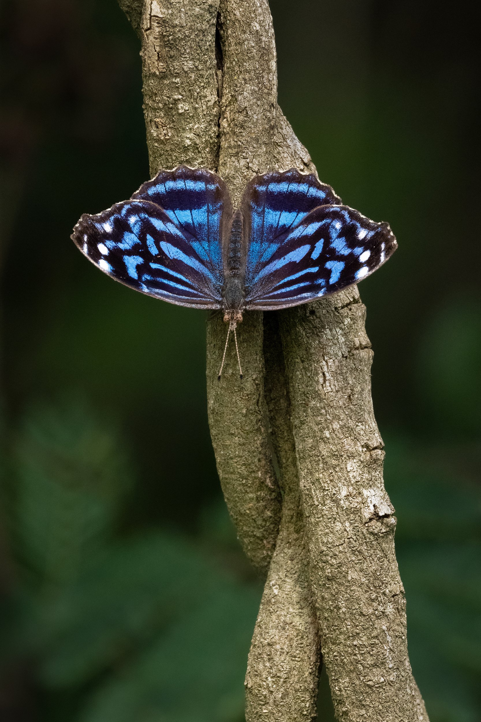 Mexican Bluewing (male)