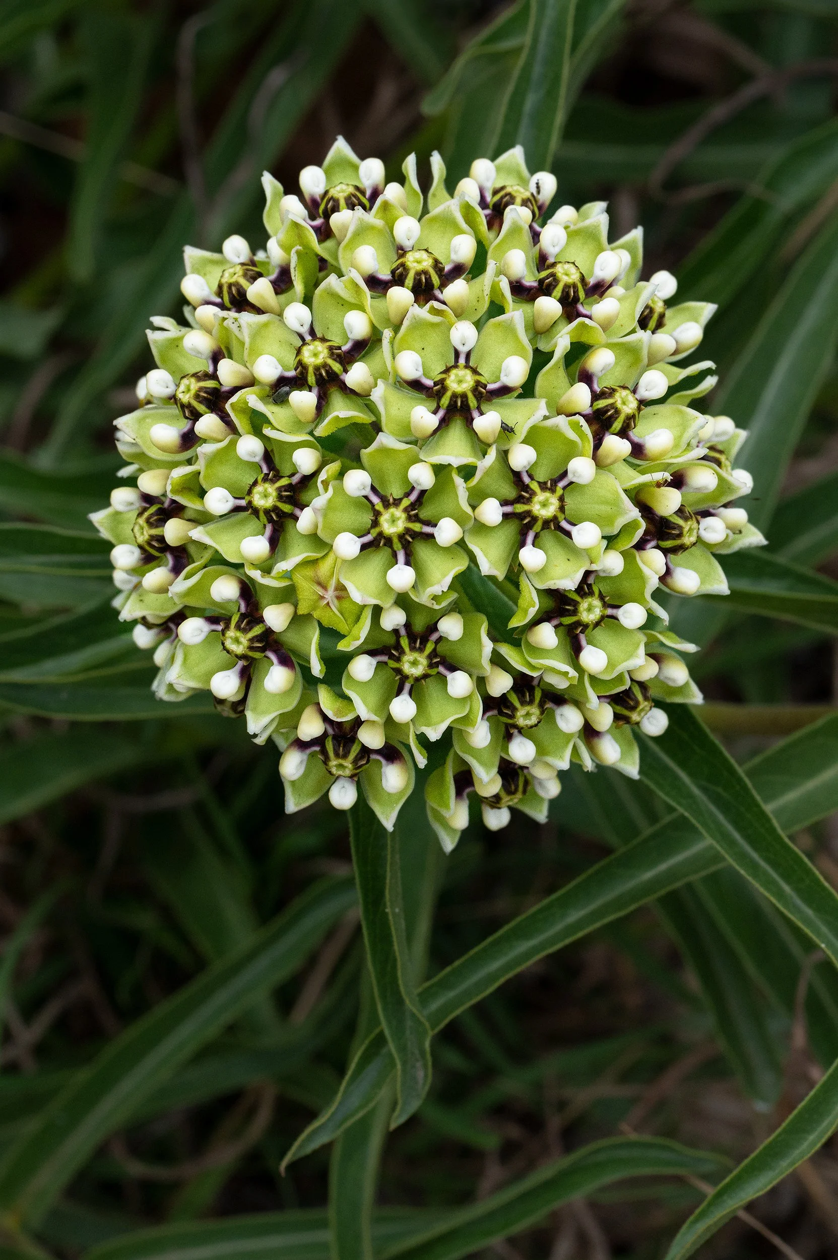Antelope-horn (Green) Milkweed