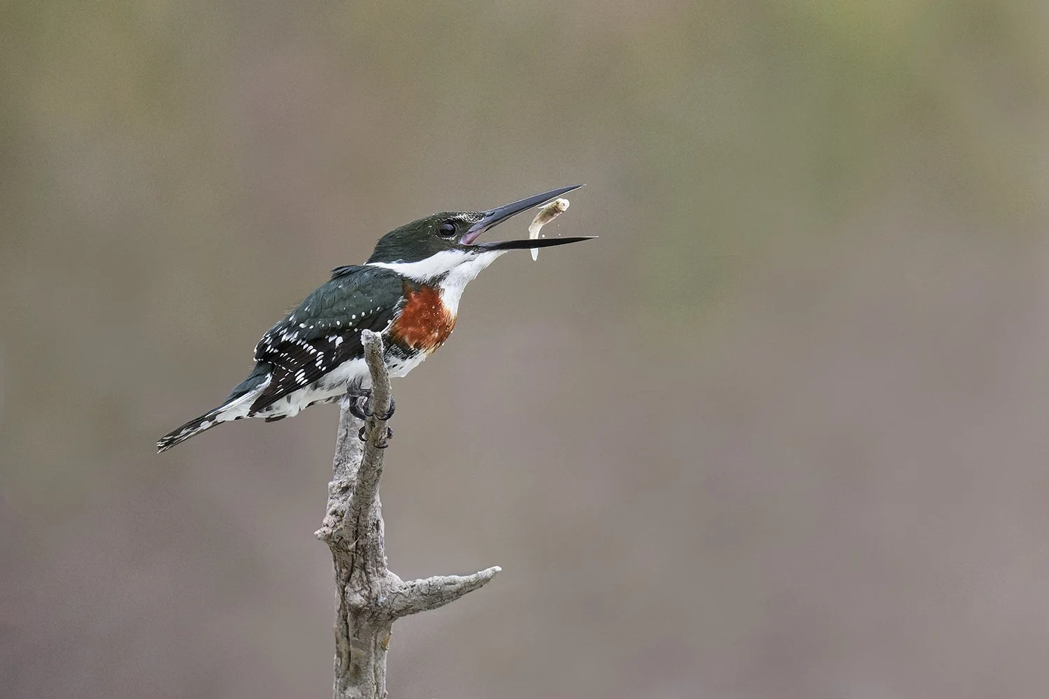 Green Kingfisher (male)