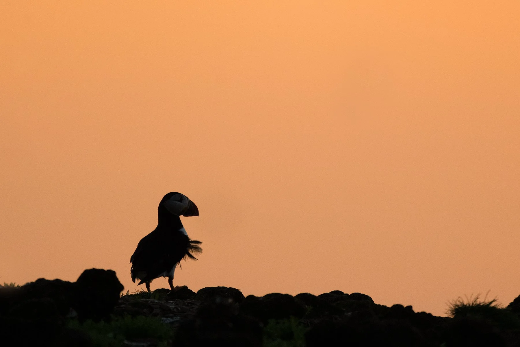 Puffin at Sunrise II TIFF v 3.jpg