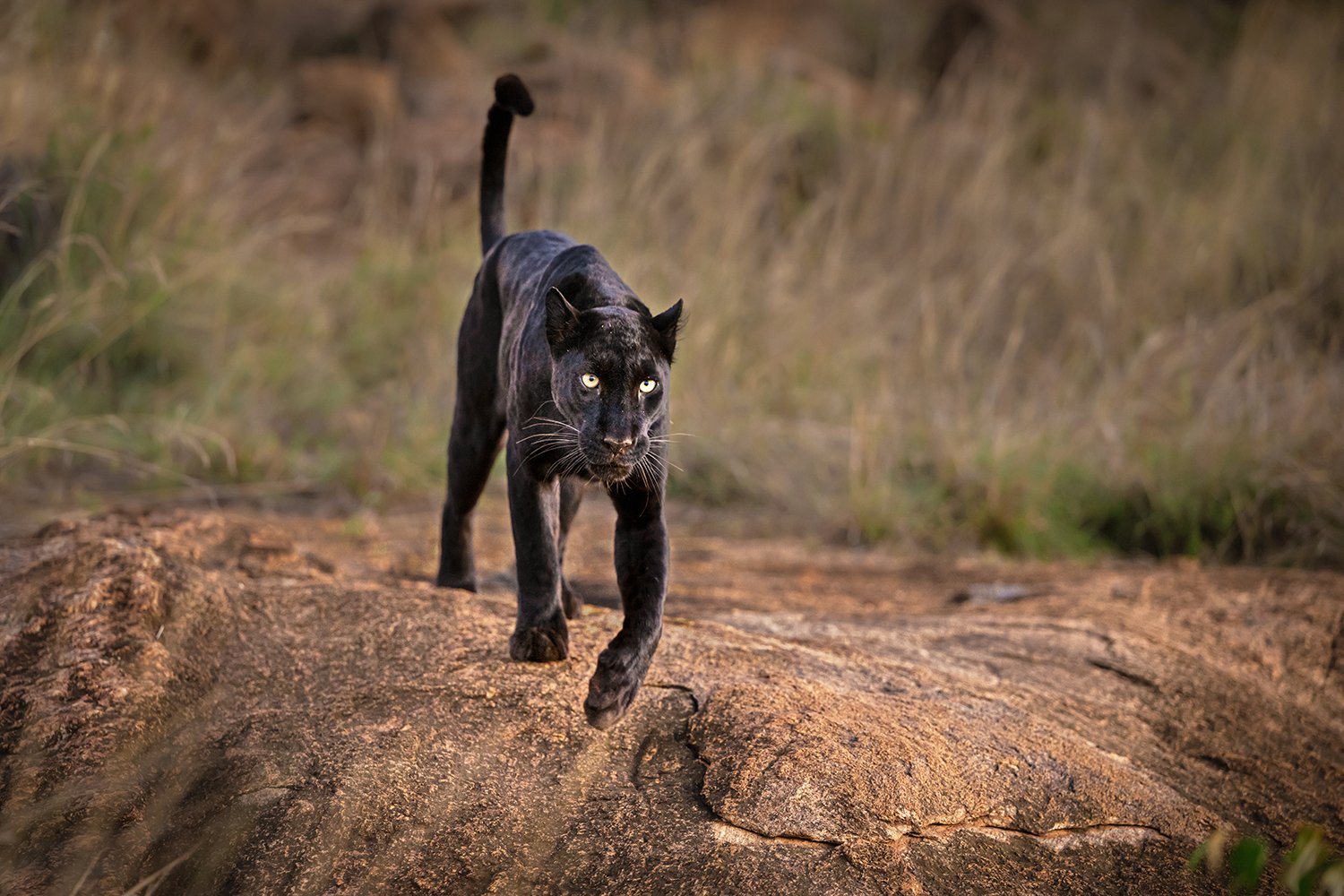 Melanistic Leopard