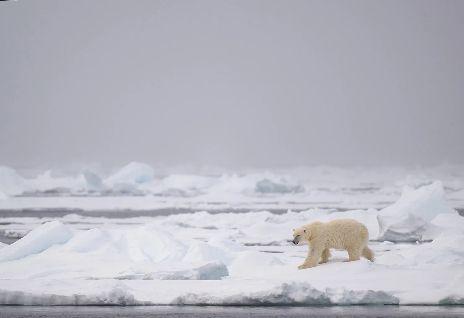 Polar Bear X JPG.jpg