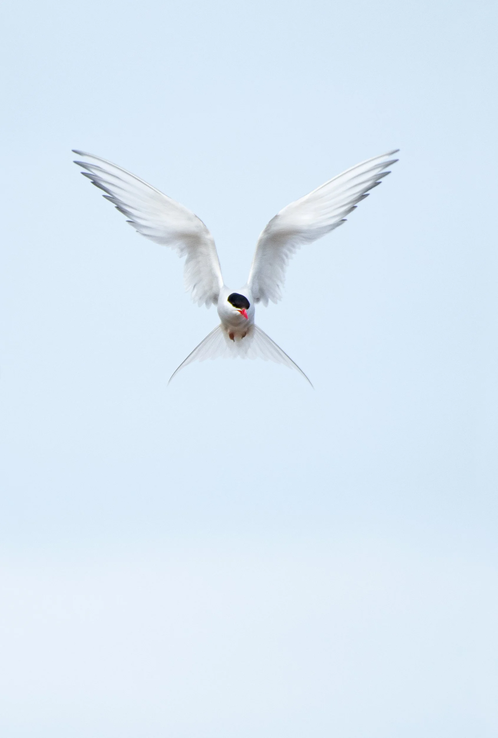 Arctic Tern