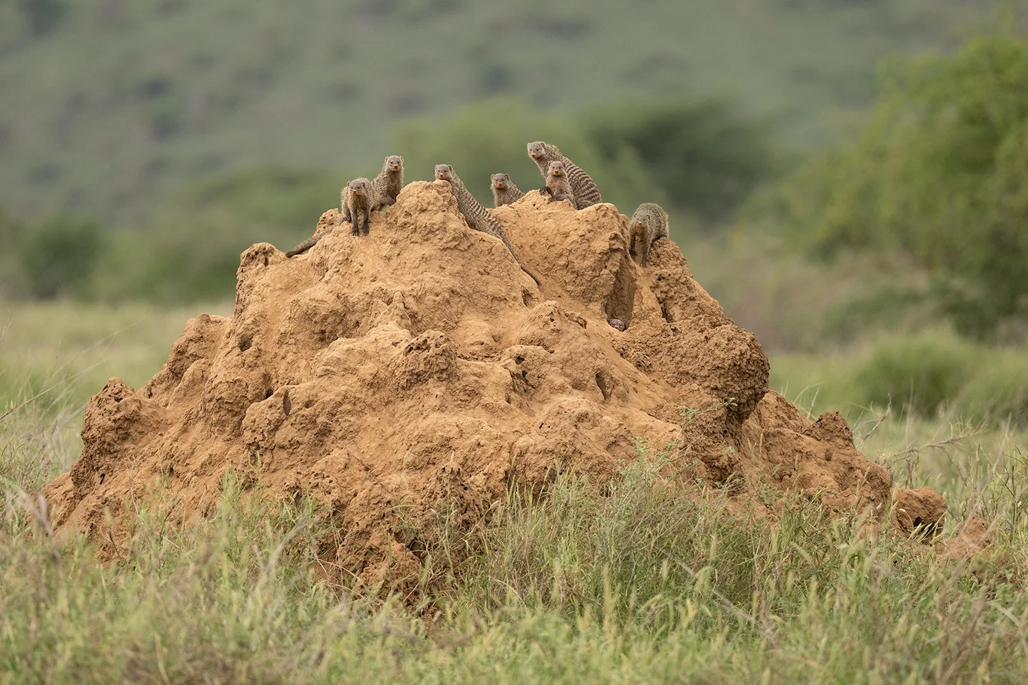 Banded Mongoose