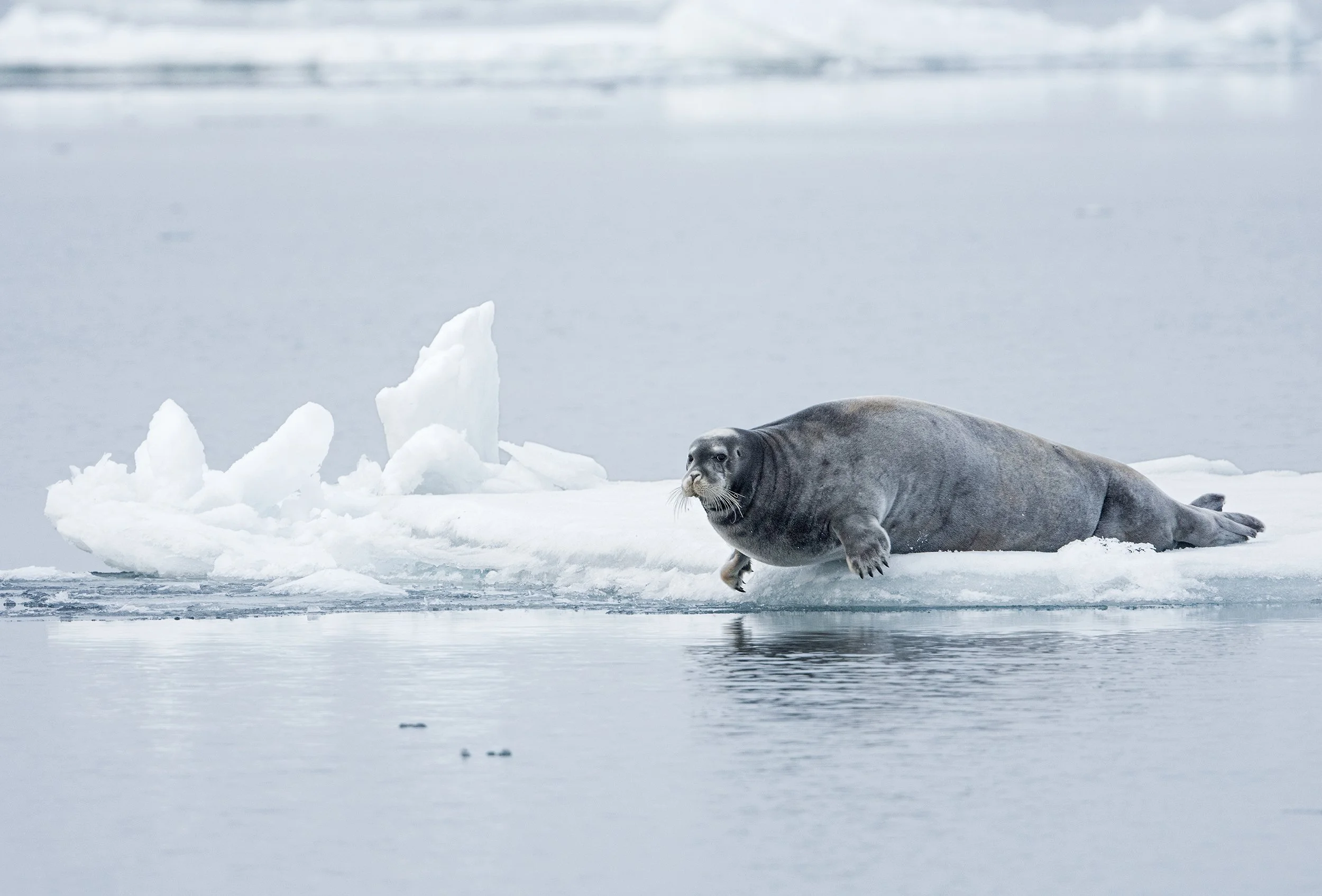 Bearded Seal