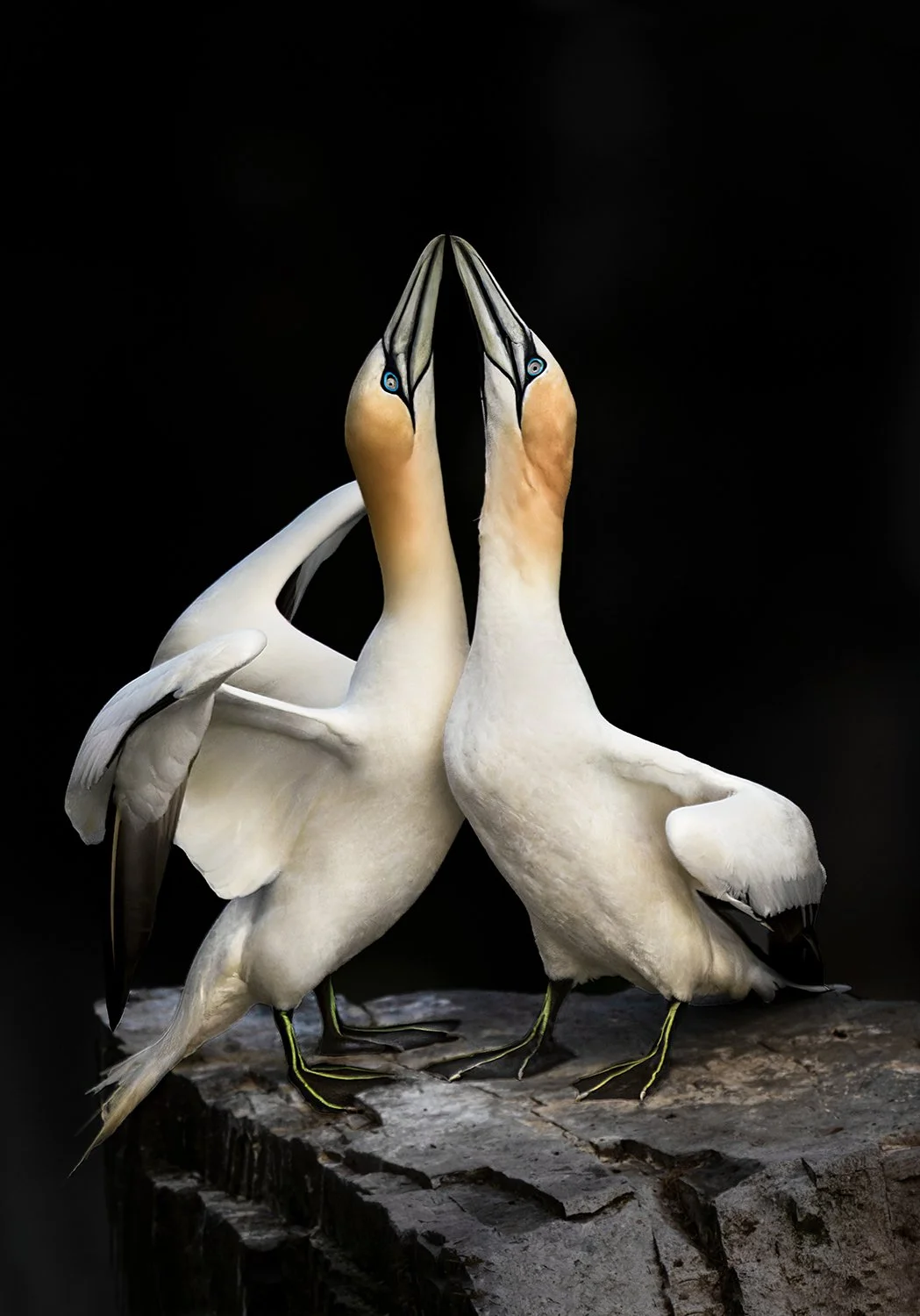 Northern Gannet (Newfoundland)