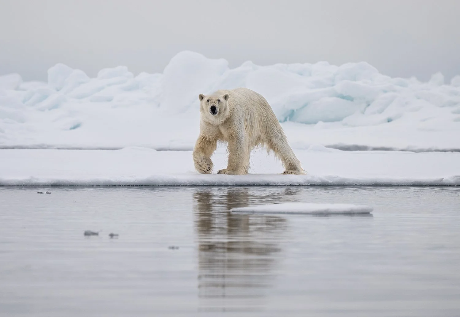 Polar Bear XVIII JPG v 3.jpg