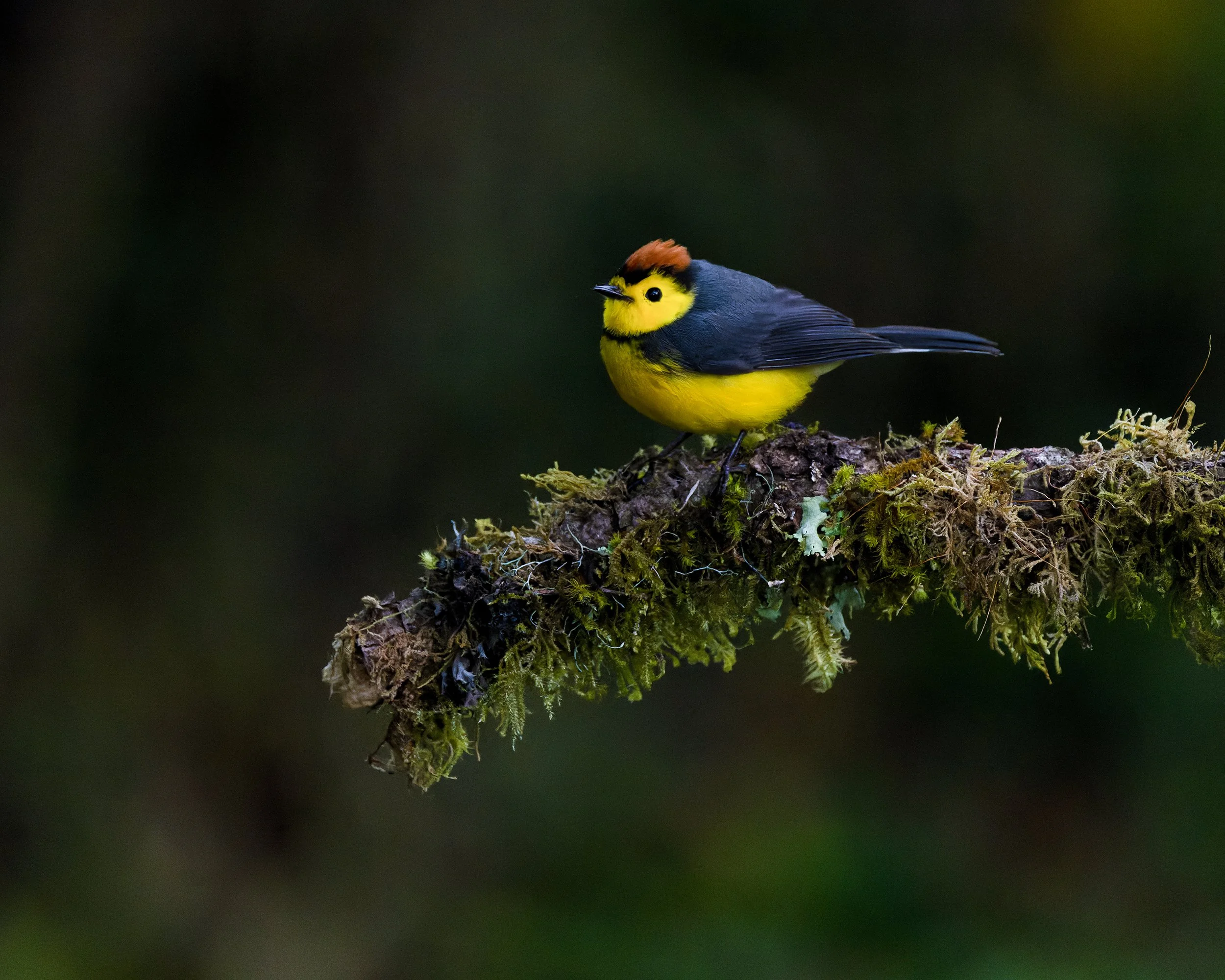 Collared Redstart (Costa RIca)