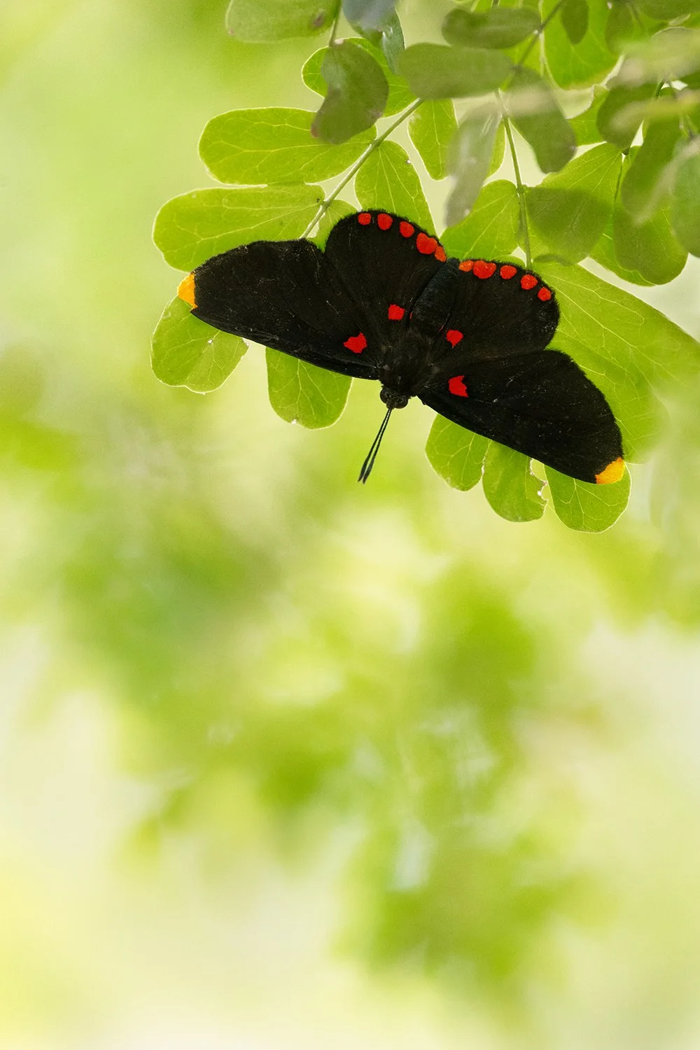 Red-bordered Pixie