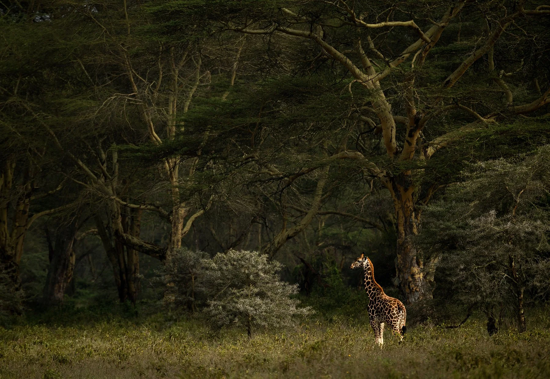 Nubian (Rothschild's) Giraffe (Threatened)
