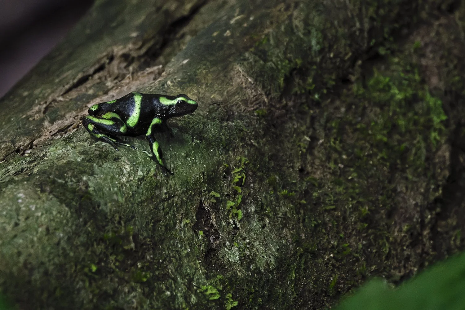 Green and Black Poison Dart Frog (Costa Rica) (added to "Neotropic")
