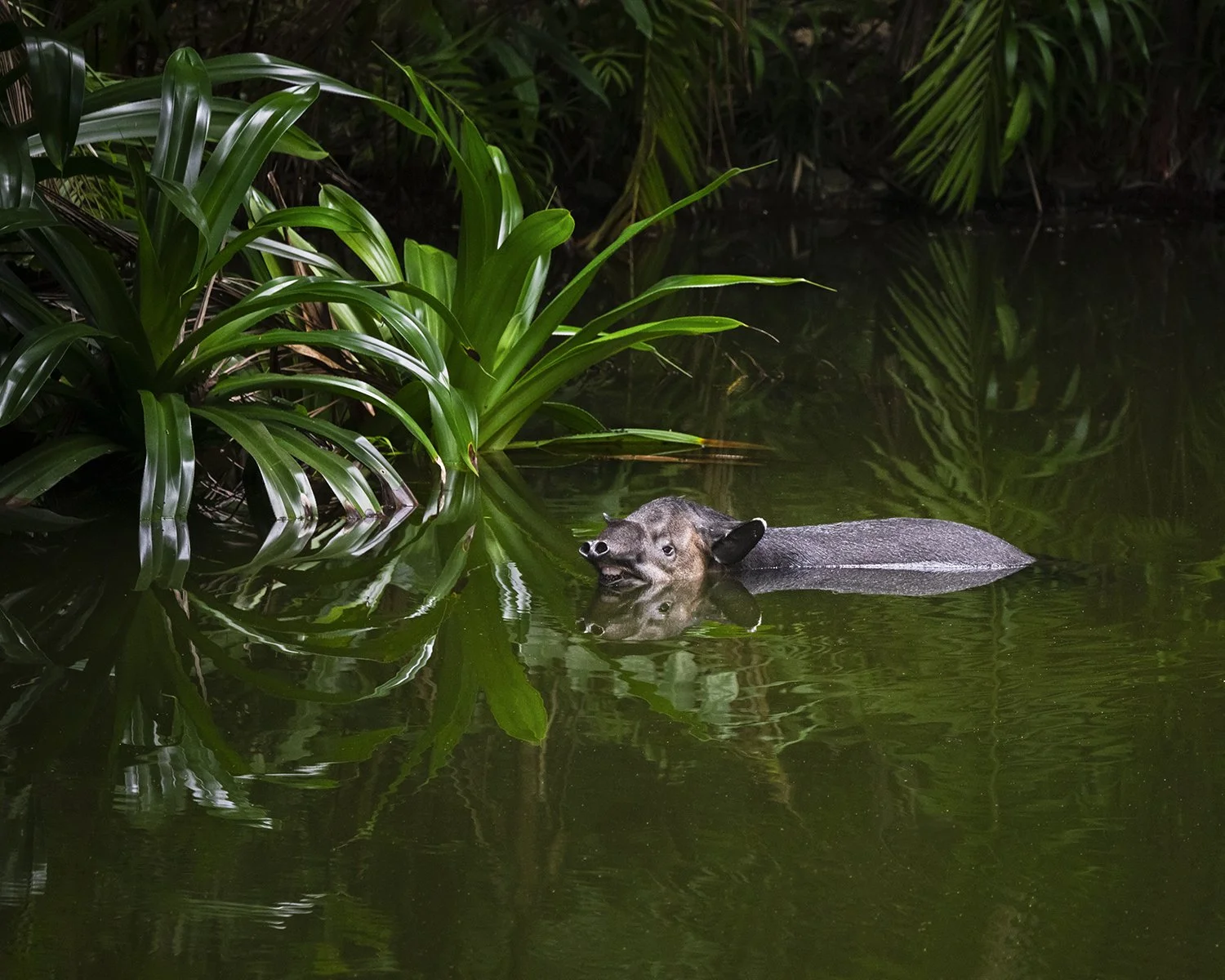 Baird's Tapir (Costa Rica) (added to "Neotropic")
