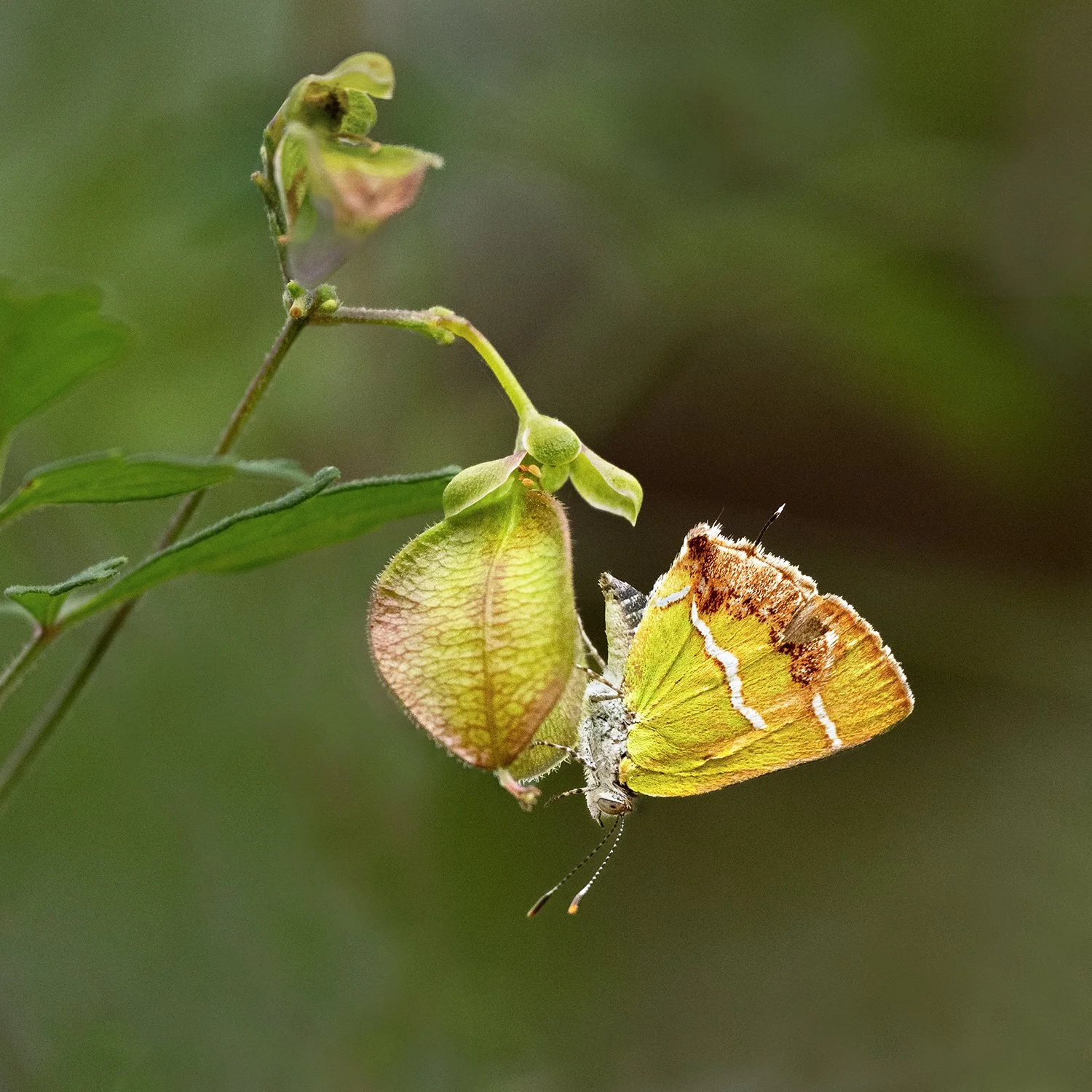 Silver-banded Hairstreak