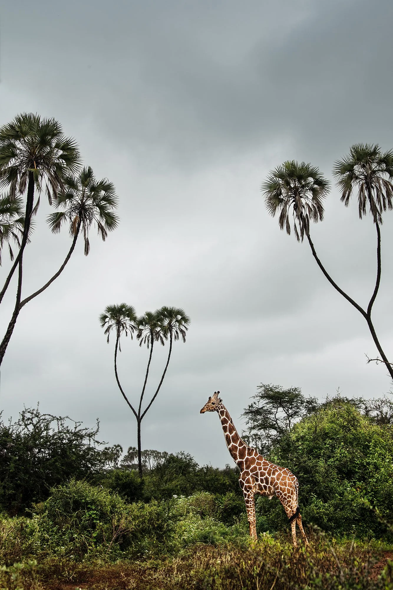 Reticulated Giraffe