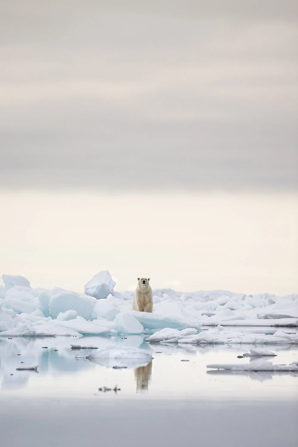 Polar Bear XVI JPG v 3.jpg