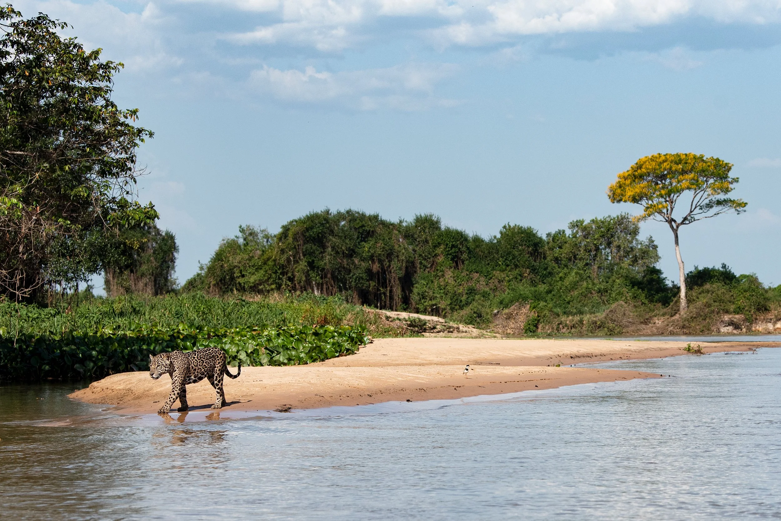Jaguar.Female.Wide-angle with Candlestick Tree II v 2 JPG.jpg