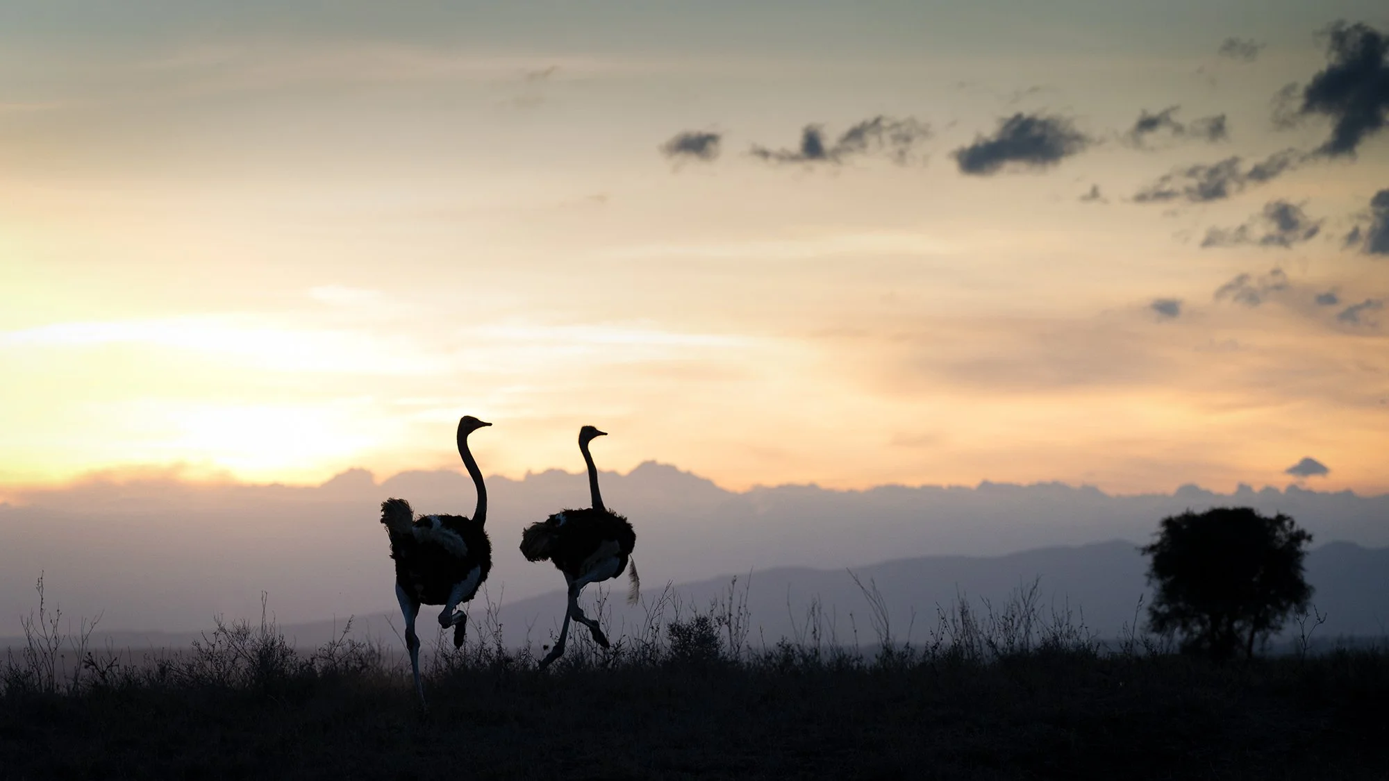 Ostrich Silhouette JPG.jpg