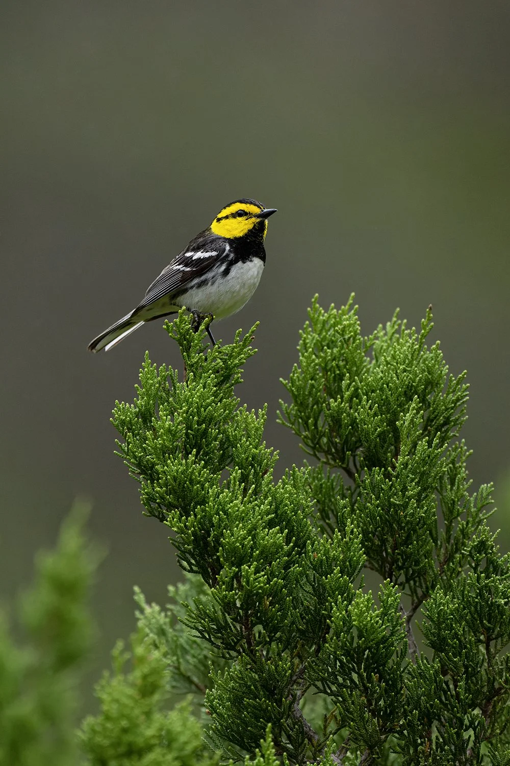 Golden-cheeked Warbler (male)(Endangered)