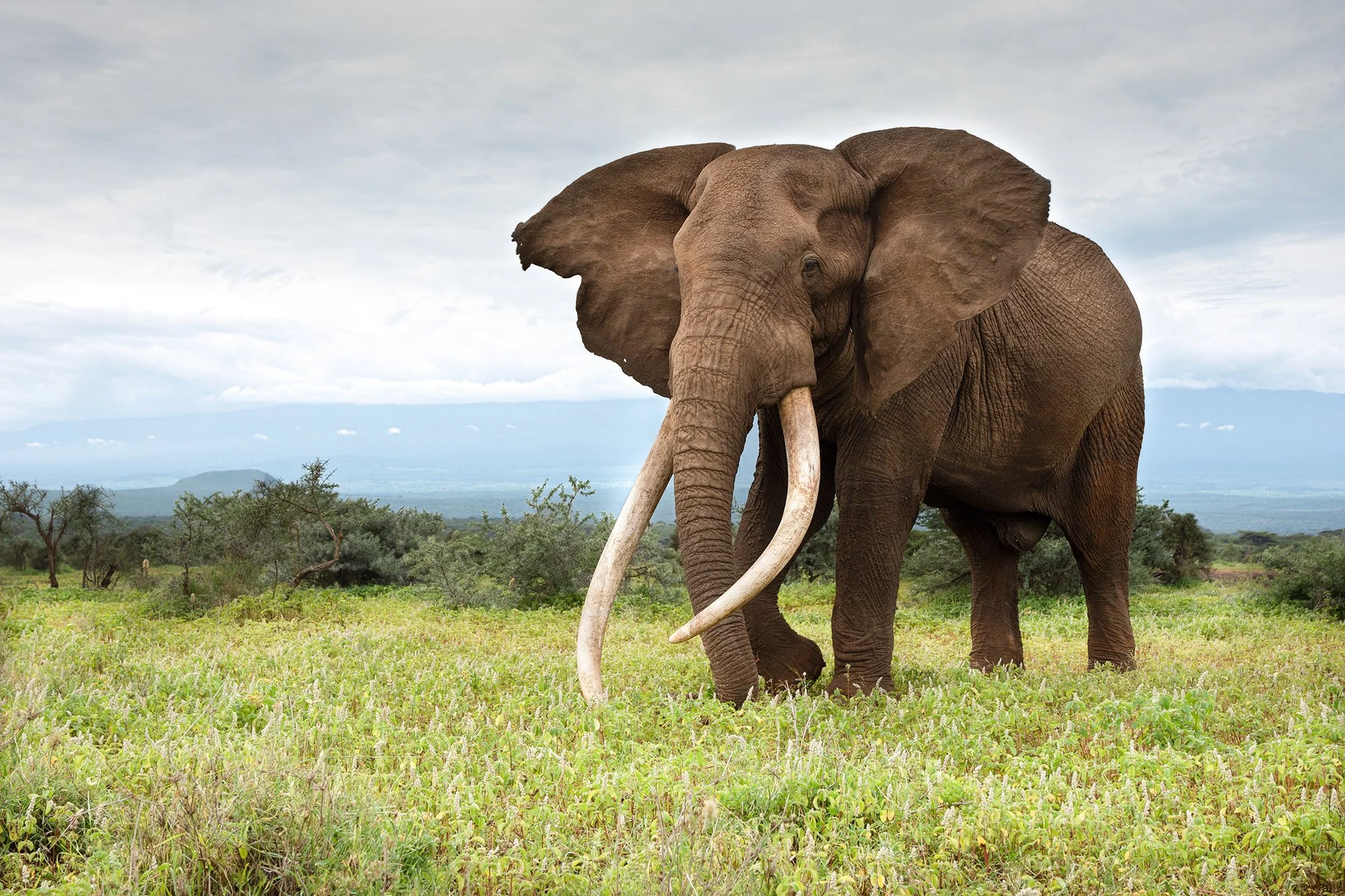 Craig BIg Tusker II JPG.jpg