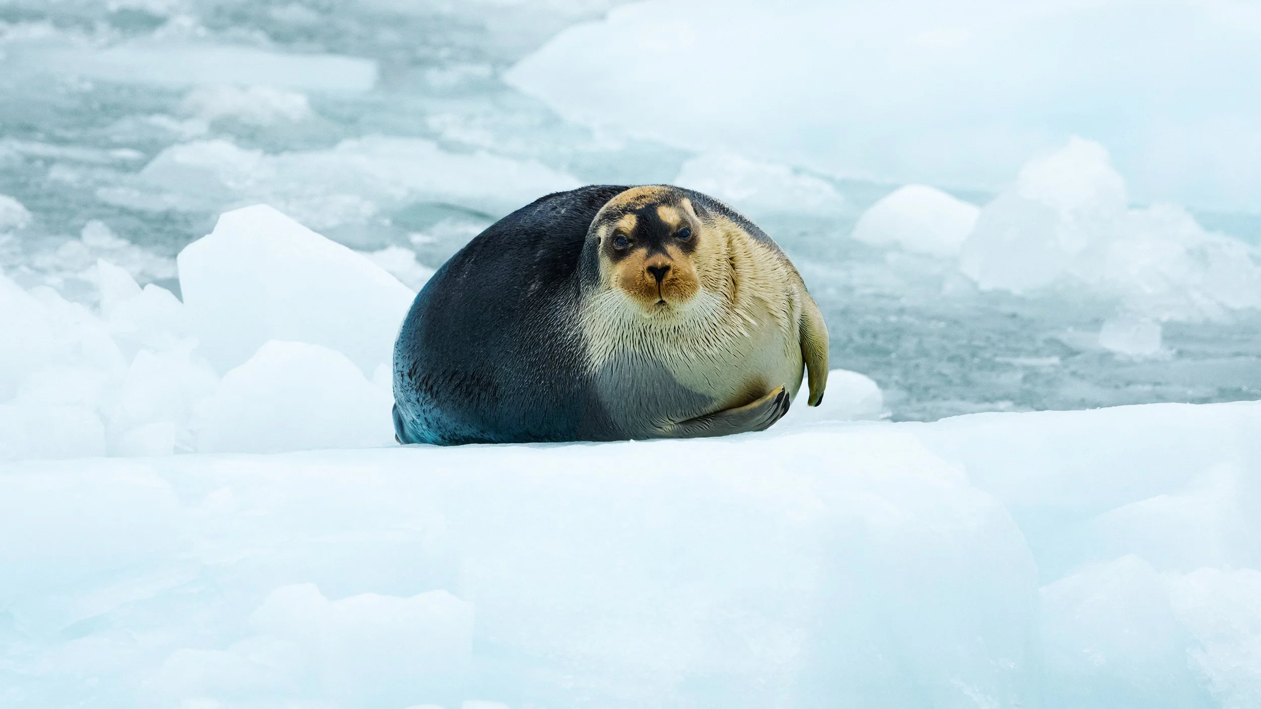 Bearded Seal III JPG v3 16 9.jpg