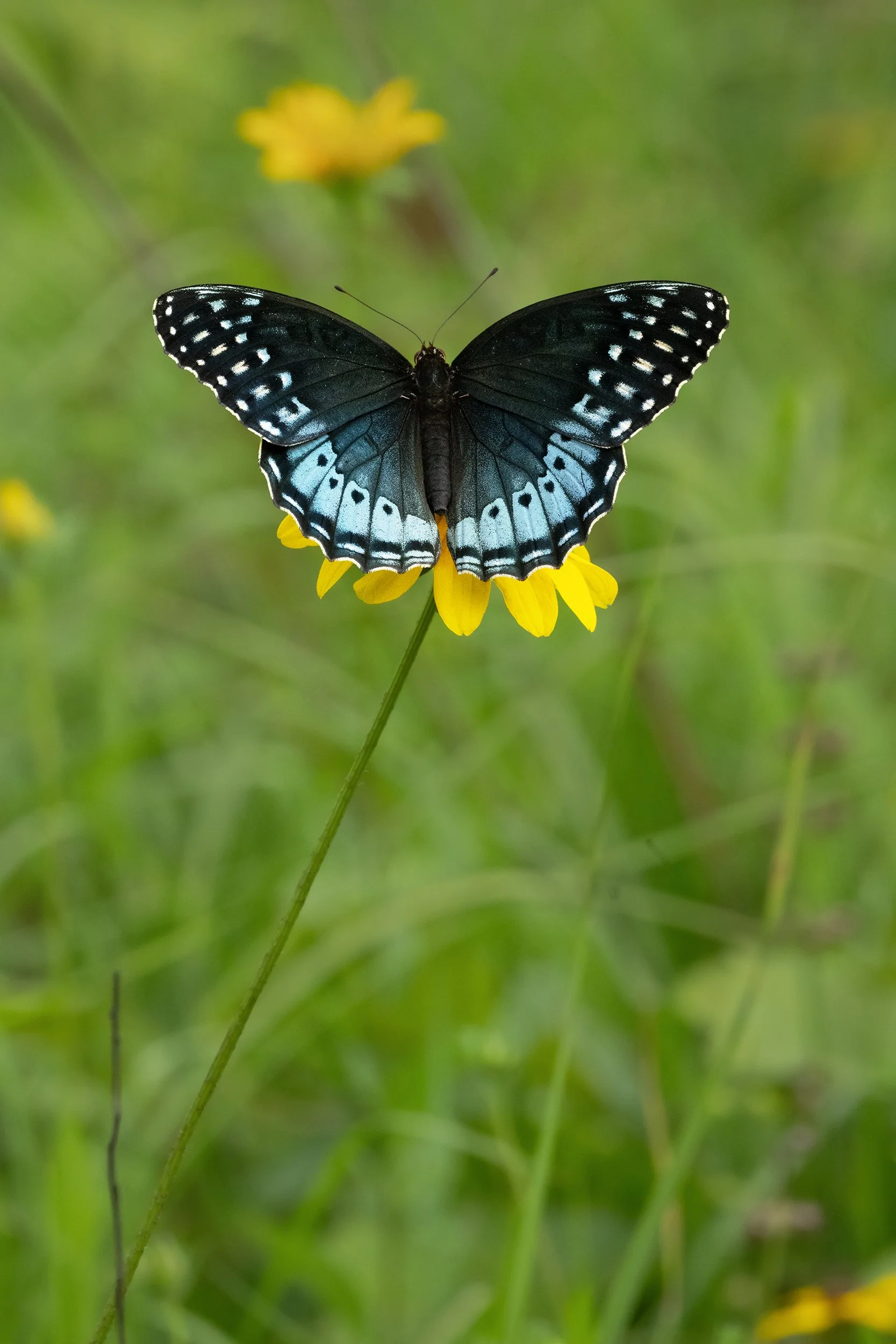 Diana Fritillary (female) (Arkansas)