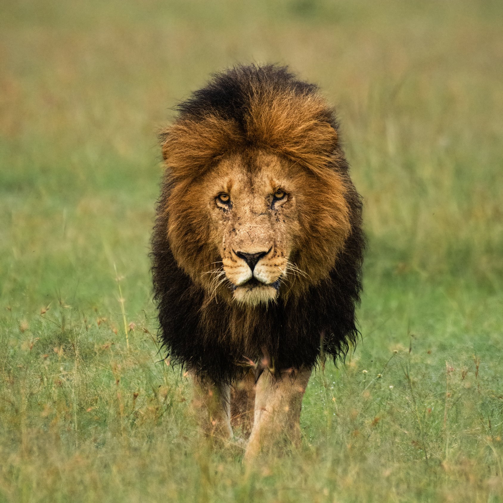 African Dream