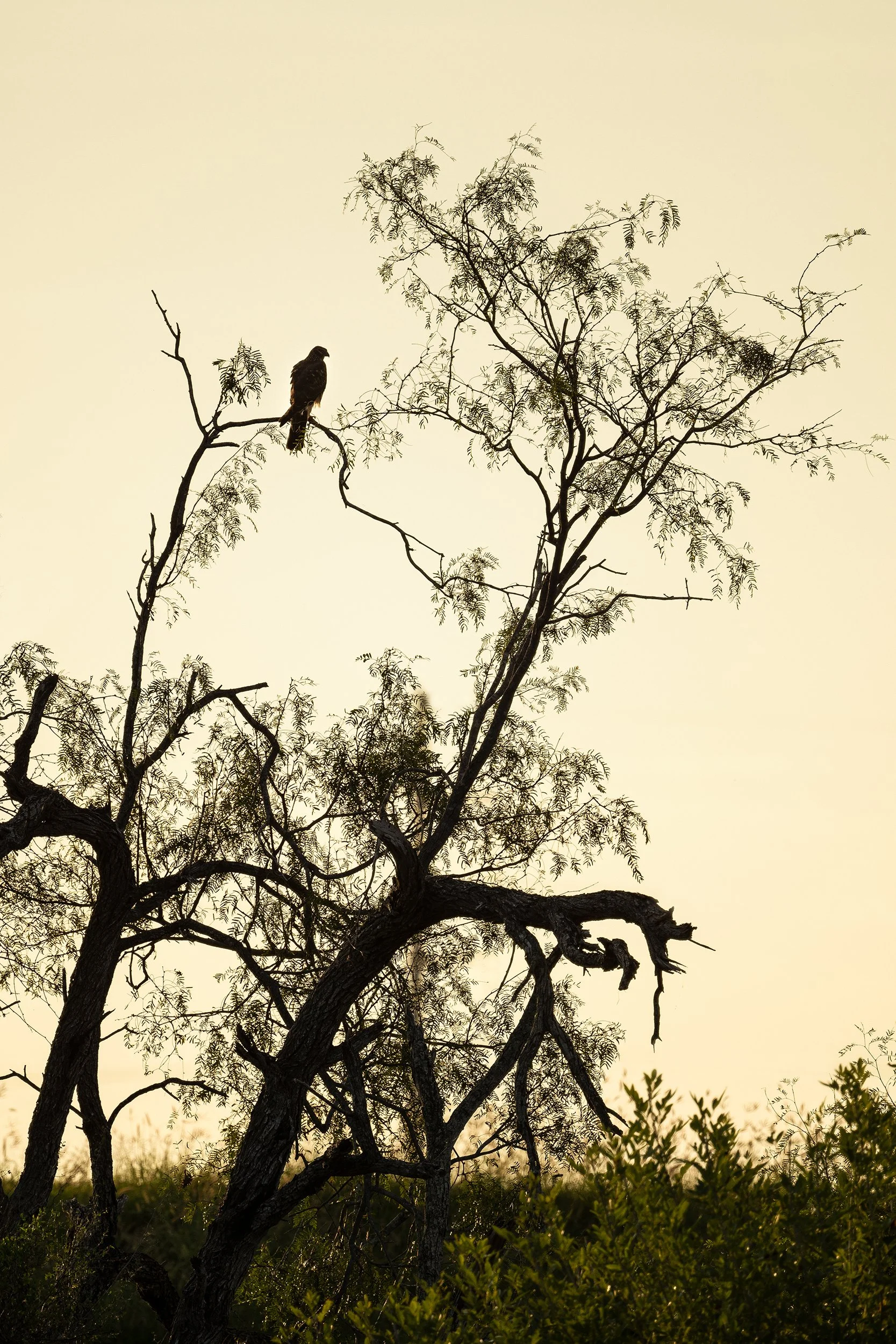 Gray Hawk (juvenile)