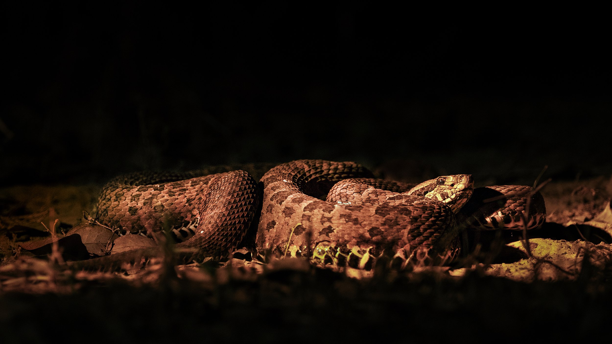 Bothrops jararaca (Fer-de-Lance family)