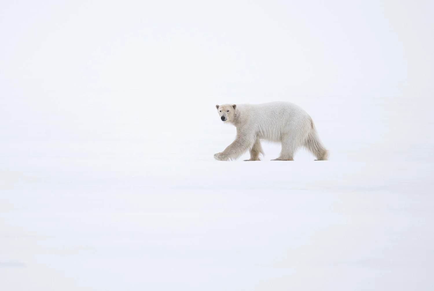 Polar Bear III JPG.jpg