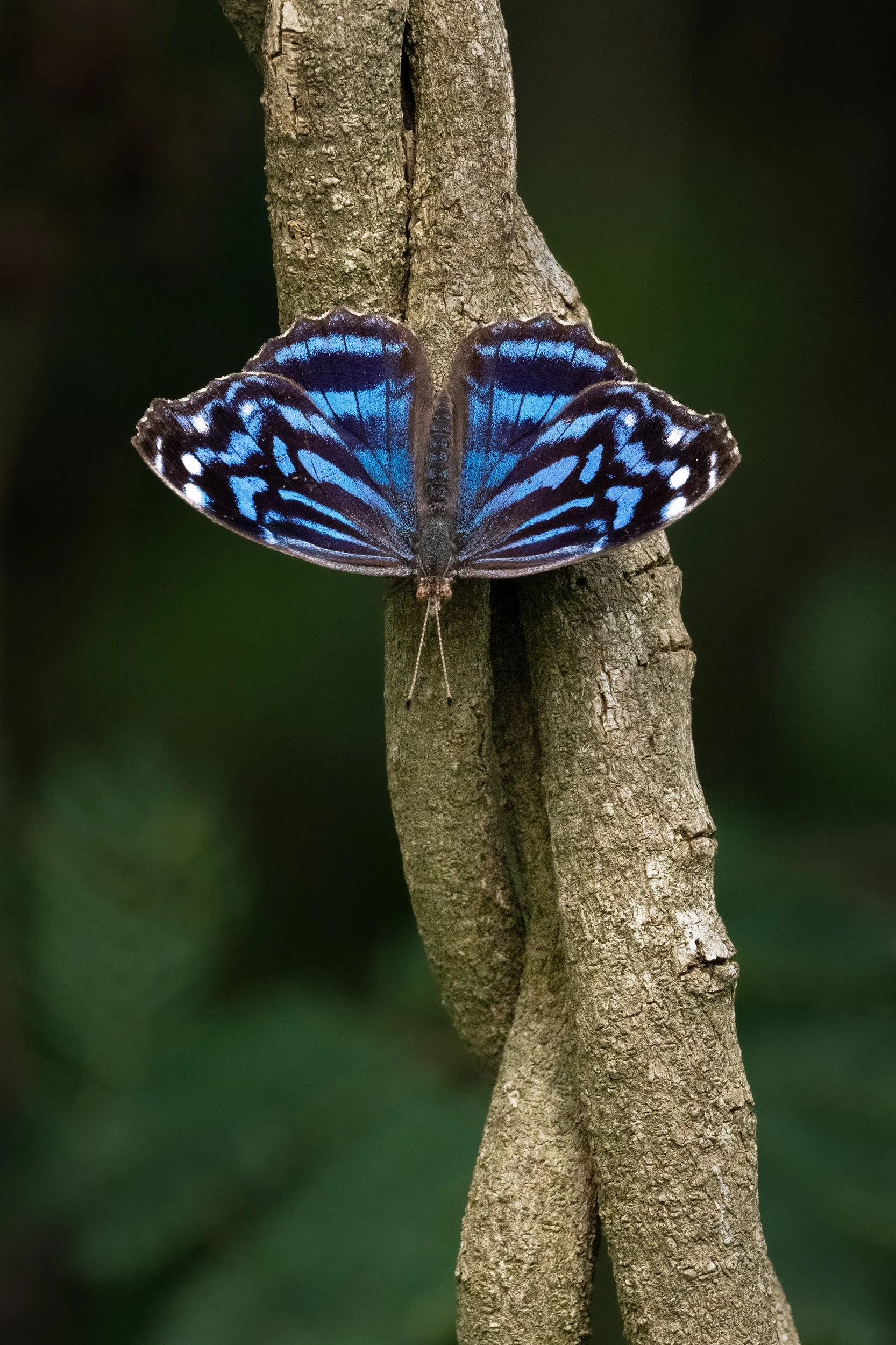 Mexican Bluewing