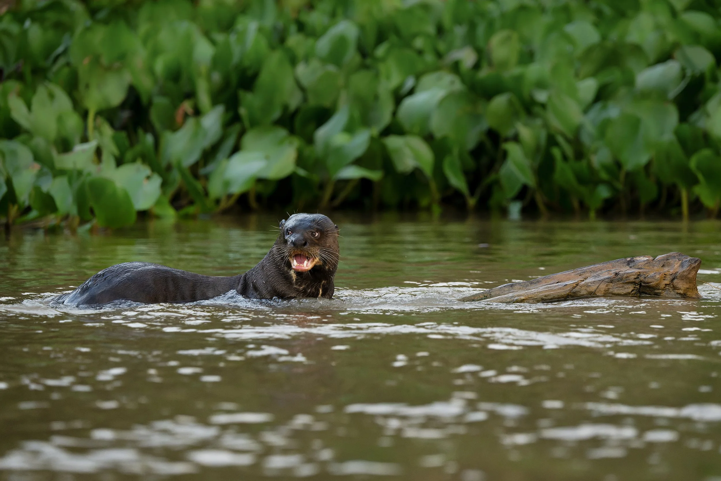 River Otter II JPG.jpg