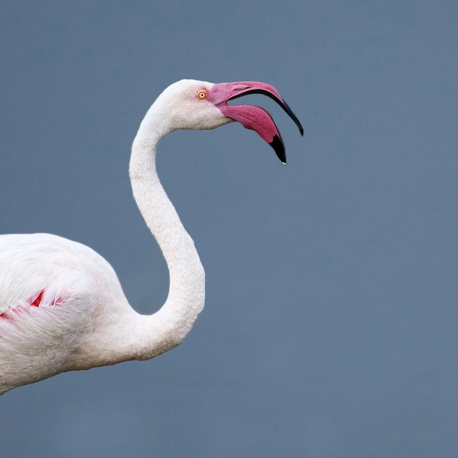 Greater Flamingo