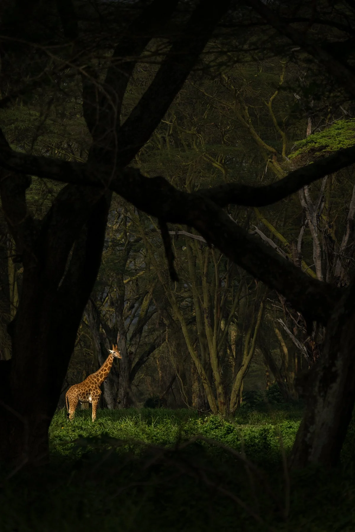 Nubian (Rothschild's) Giraffe (Threatened)