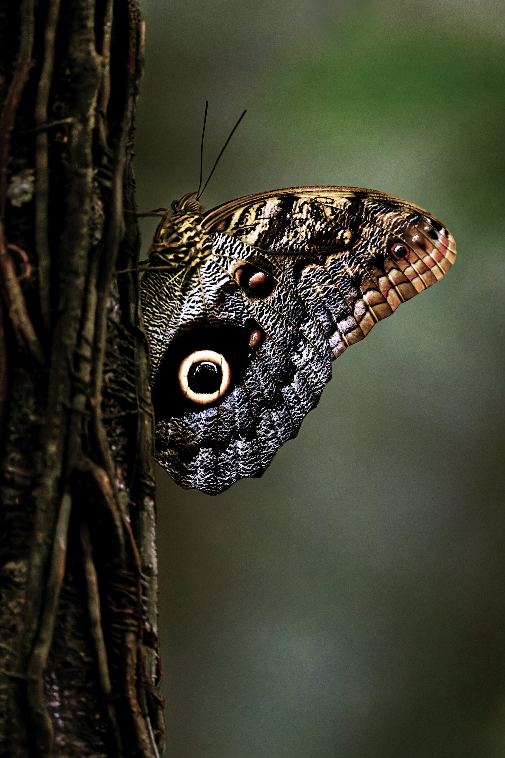 Owl Butterfly (Caligo sp.) (Costa Rica)