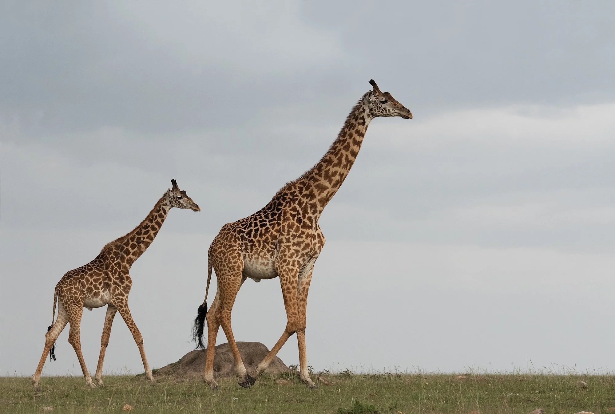 Giraffe Mother and Baby Portrait I v 2 JPG.jpg