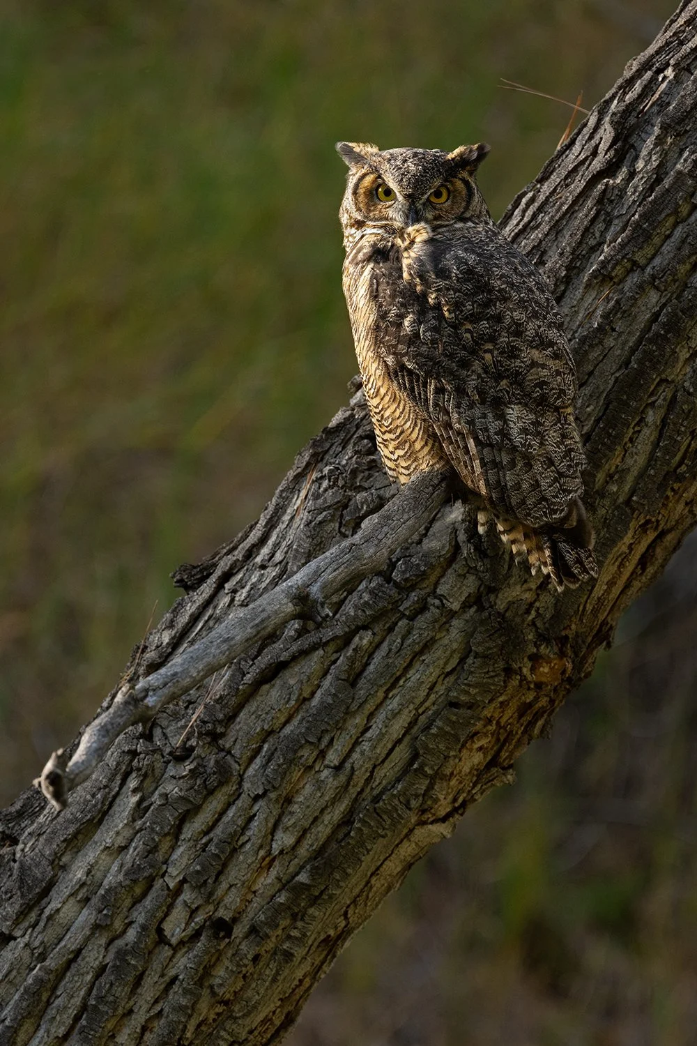 Great Horned Owl (Colorado)