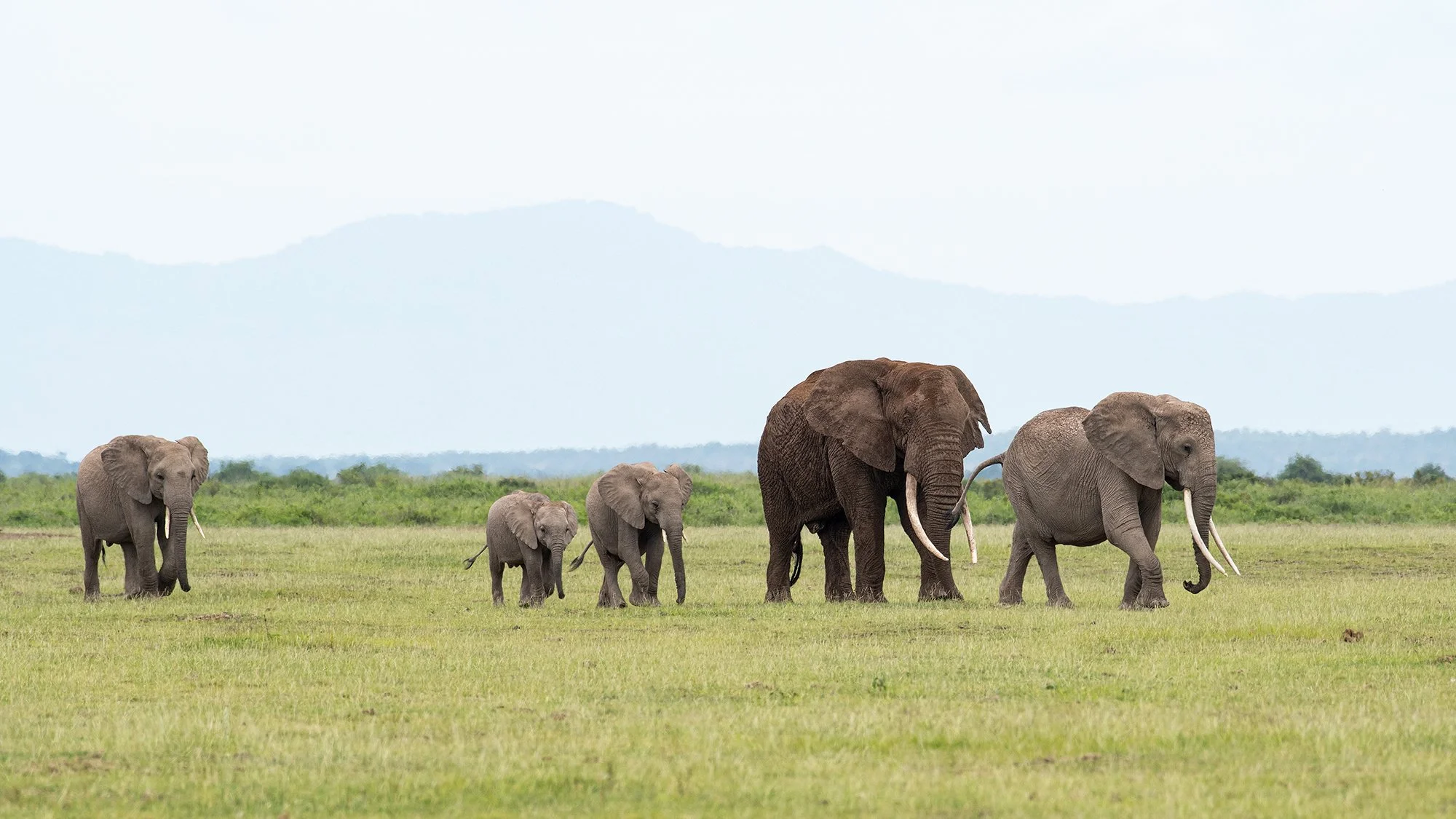 Elephant Family and Bull (Pascal) I 16 9 JPG.jpg