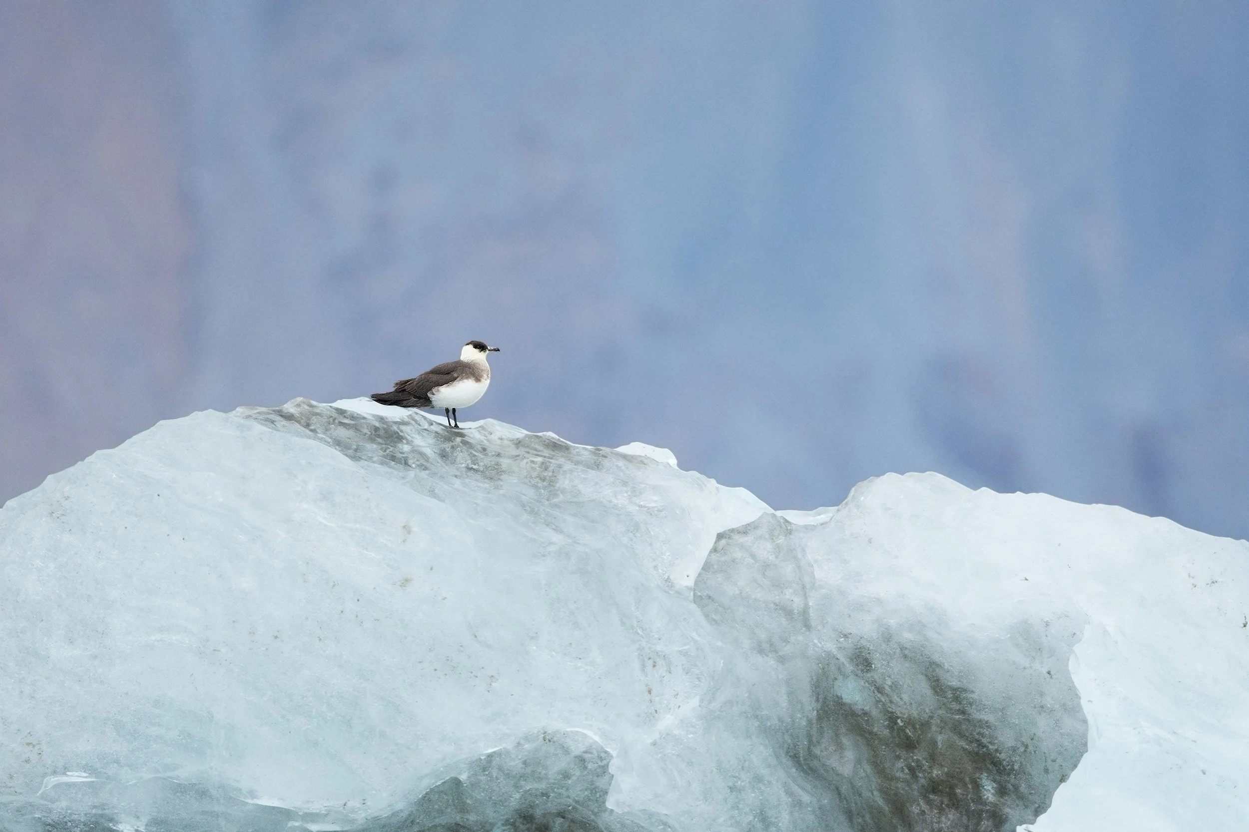 Bird on Ice I v3 JPG.jpg