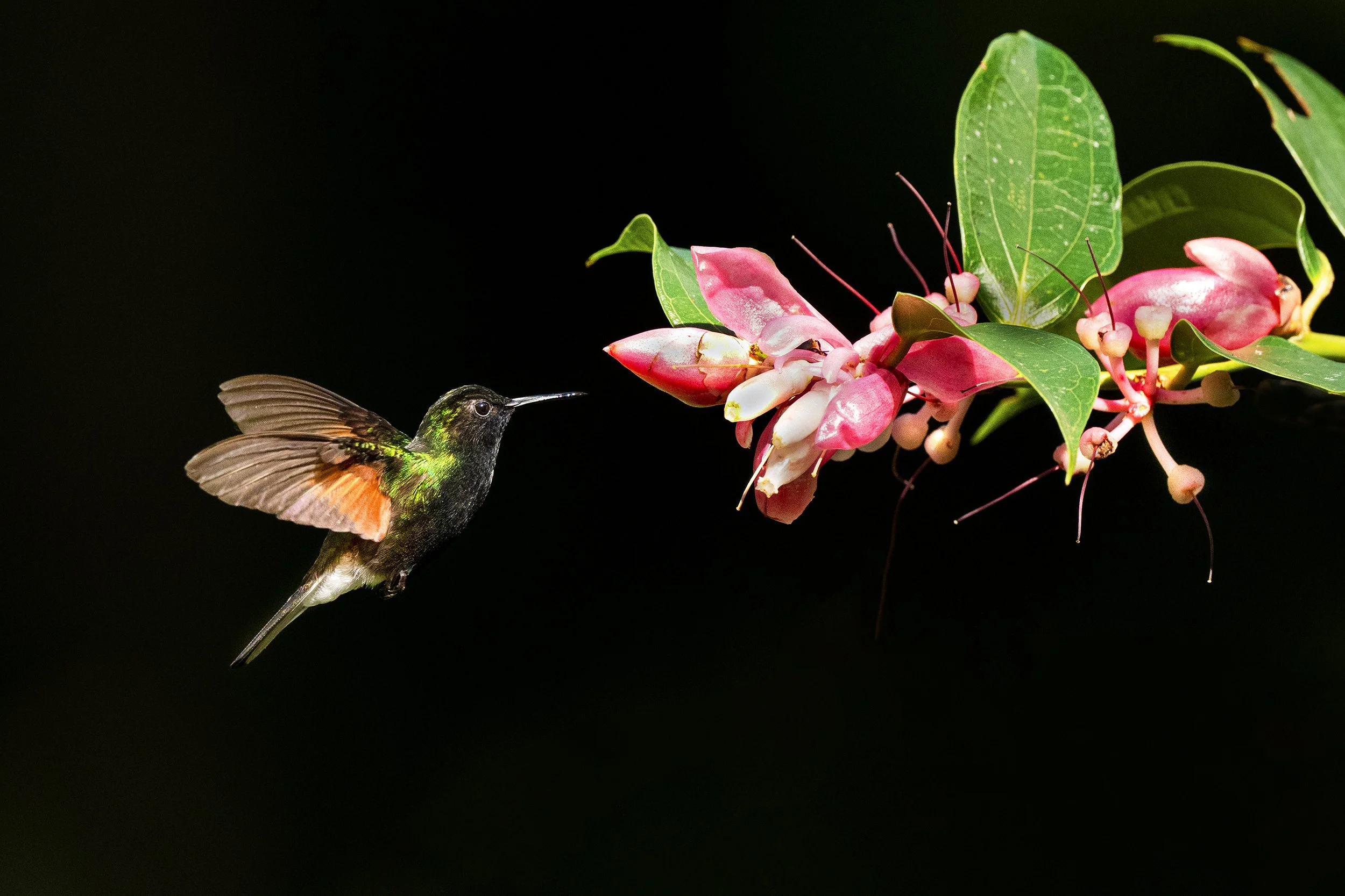 Black-bellied Hummingbird (Costa Rica)