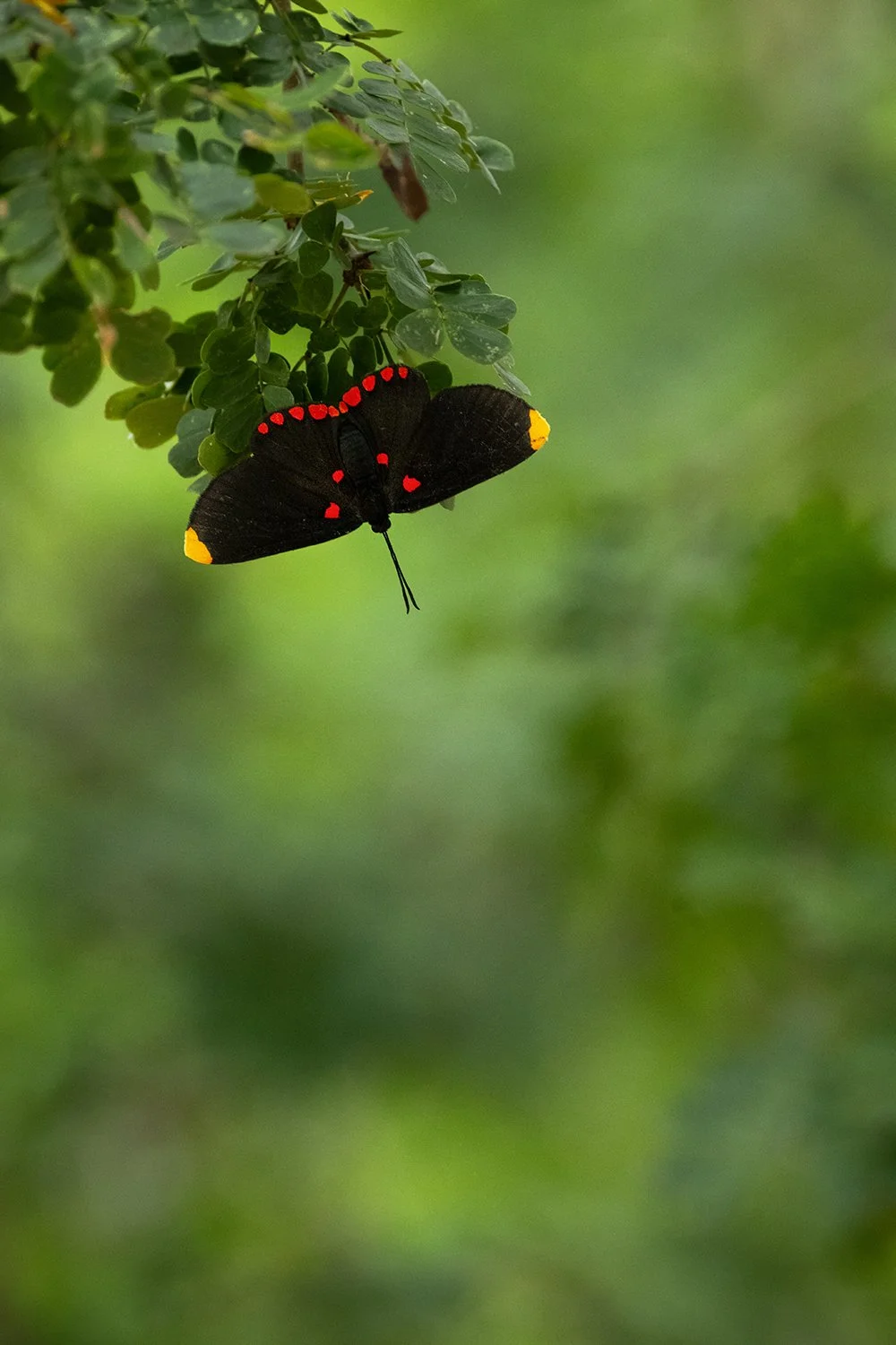 Red-bordered Pixie
