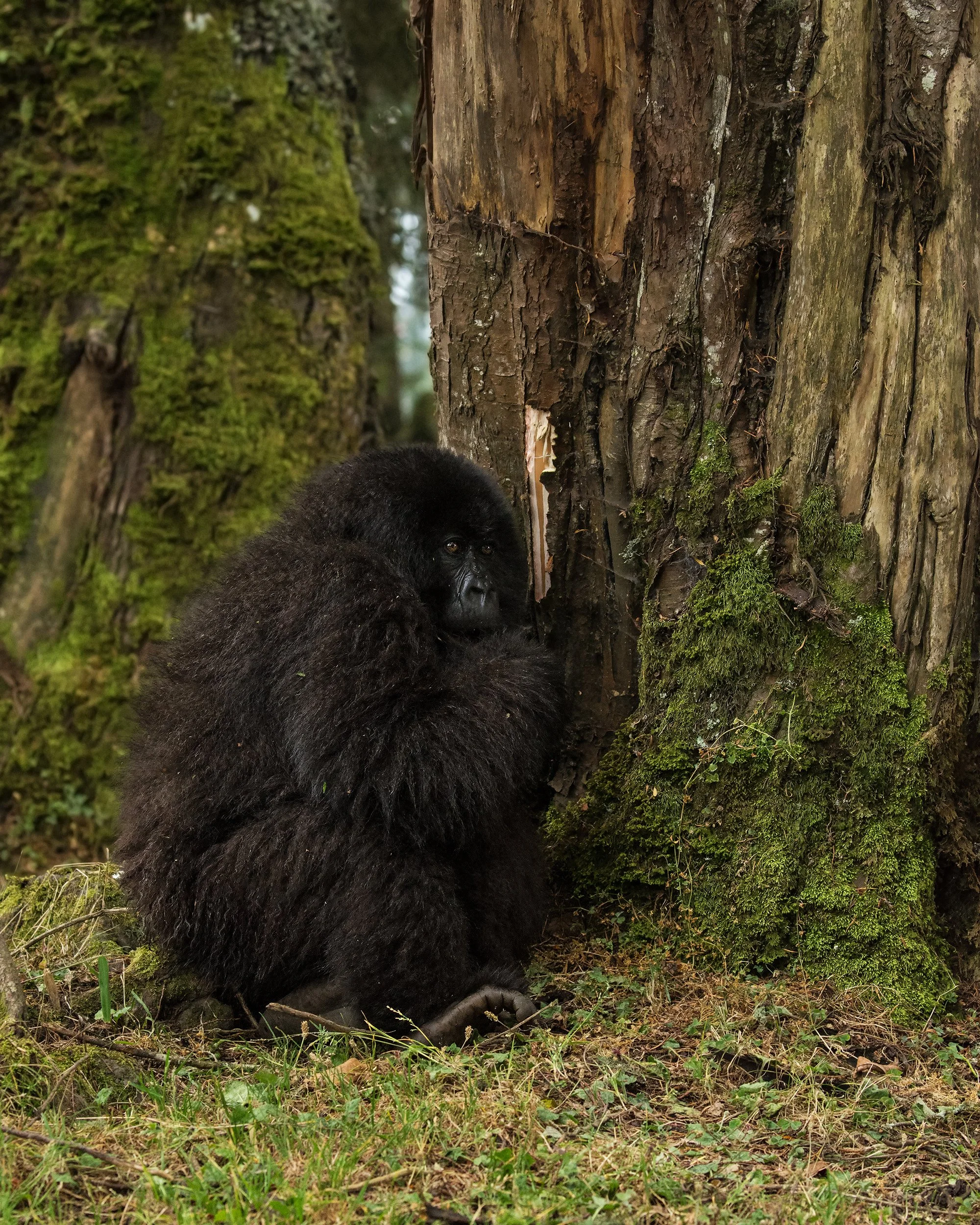 Isabukuru Baby II JPG.jpg