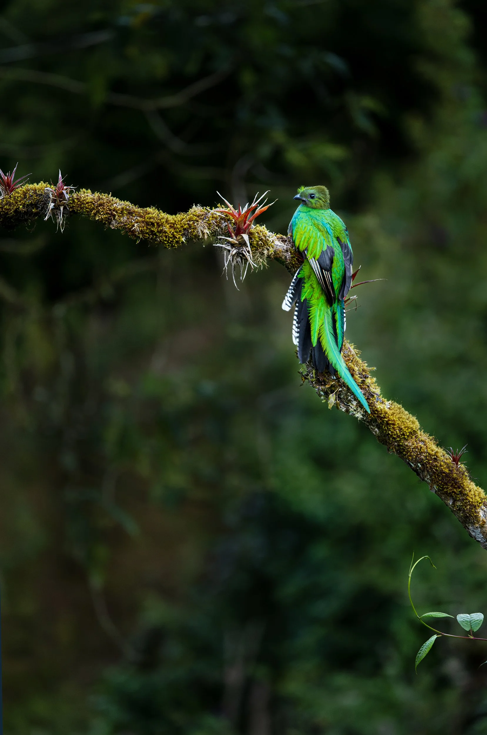 Resplendent Quetzal (female)