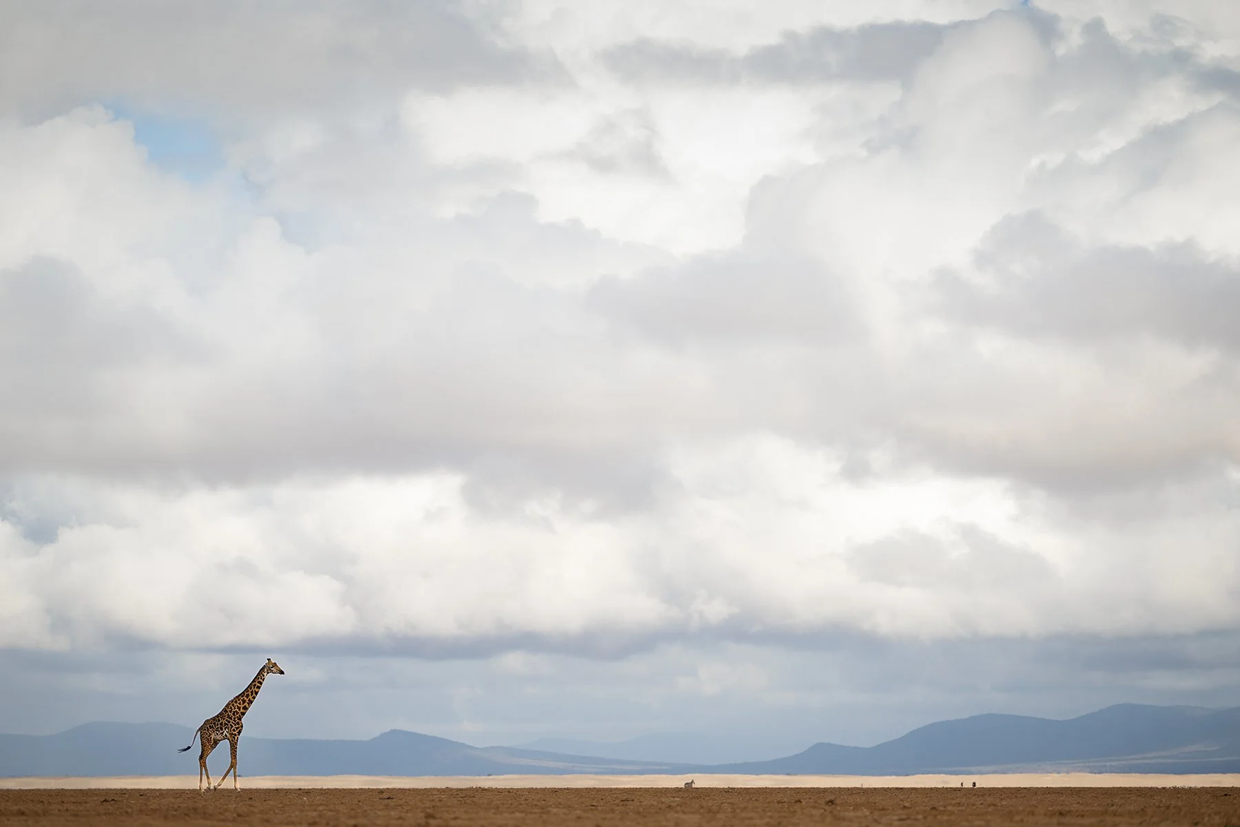 Giraffe Amboseli I PSD v 2.jpg